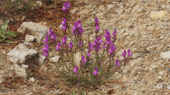 La planta malagueña que llevaba 176 años mal catalogada