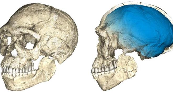 El homo sapiens envejece unos 100.000 años