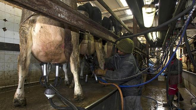 Los ganaderos denuncian que se está vendiendo leche por debajo de 0,60 el litro