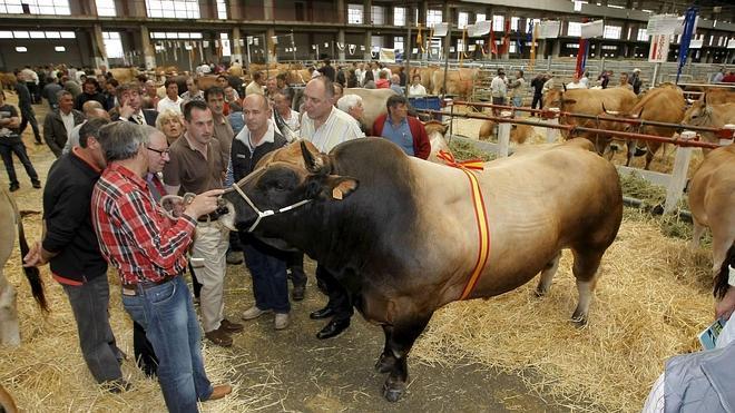 Torrelavega acoge el VIII Concurso Regional de la Raza Asturiana