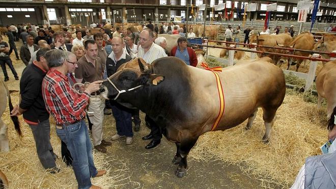 El mercado de ganados acoge este fin de semana el concurso regional de razas asturianas