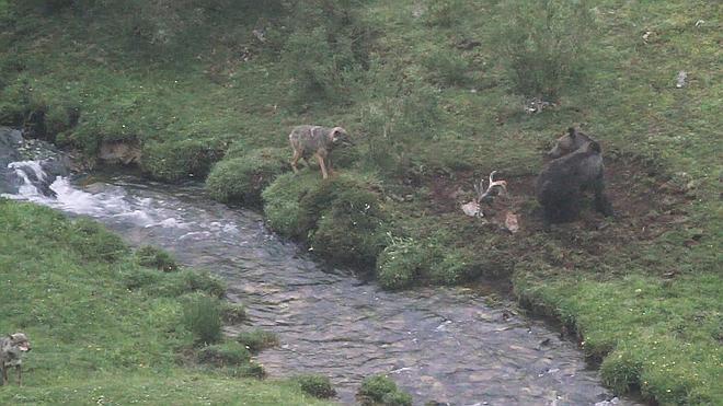 Pelea entre un oso y tres lobos por un ciervo muerto en Asturias