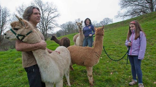 Crianza de alpacas: un giro a la ganadería tradicional