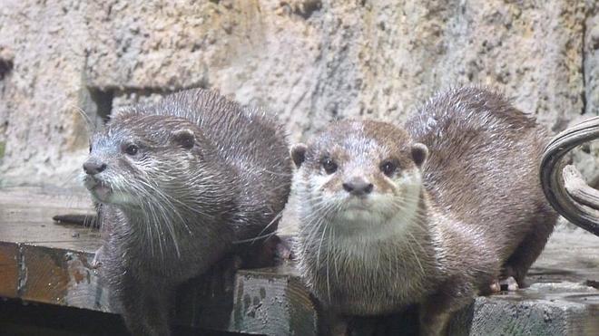 Inquilinos de patas cortas y hocico chato