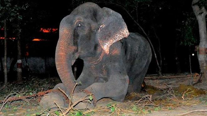 Un elefante llora tras ser liberado después de 50 años de cautiverio