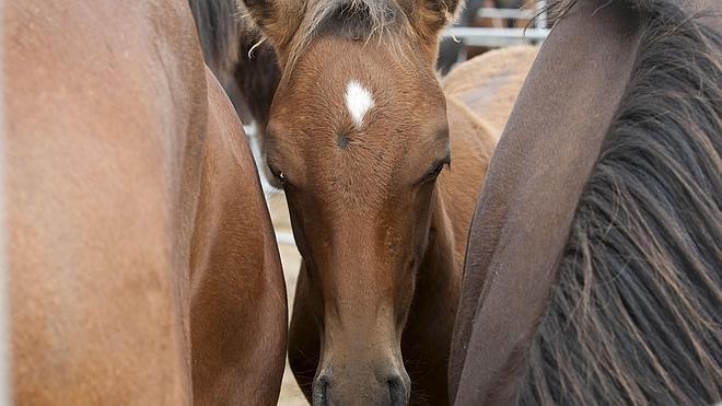 Dos cántabros implicados en el robo de 2.000 caballos para vender su carne