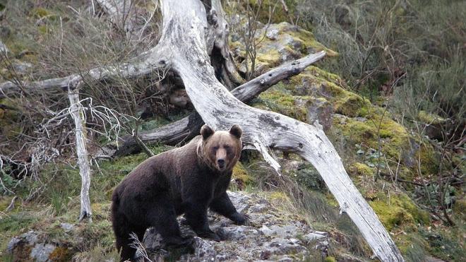 La población de oso pardo crece y se asienta en nuevos territorios