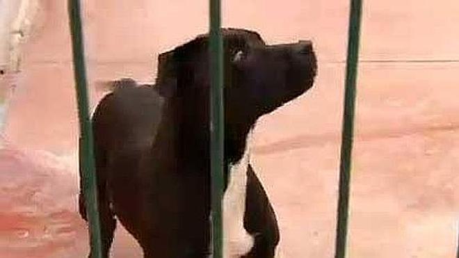 Roban perros para organizar peleas furtivas