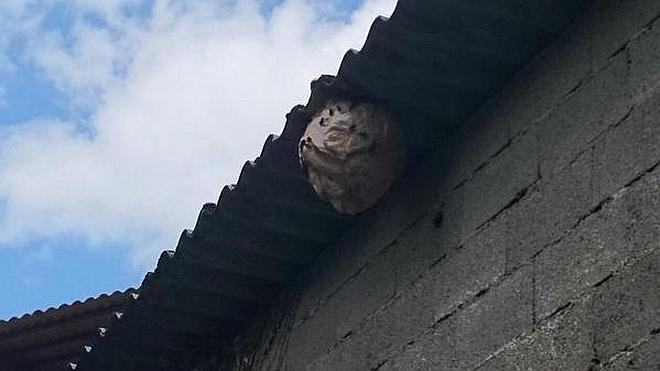 Encontrado un nido de avispa asiática en el alero de una casa en Guriezo