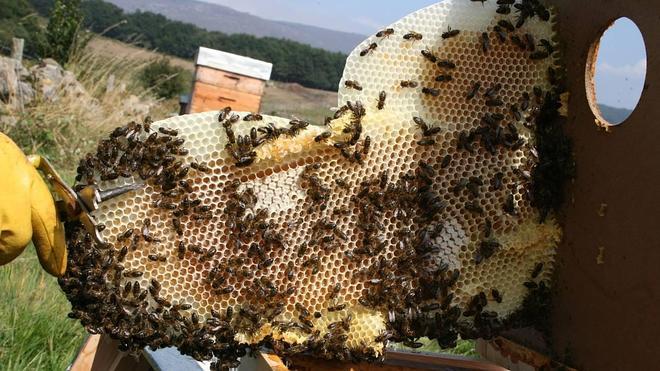 Cantabria y Castilla y León, enfrentadas por la 'Miel de Campoo-Los Valles'