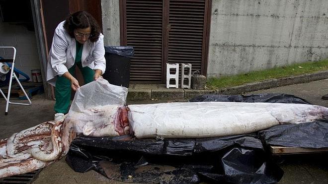 El Museo Marítimo última los detalles para exponer el calamar gigante encontrado en Pechón