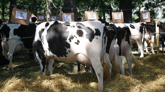 Cantabria encabeza la mejora genética del vacuno de leche
