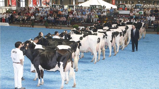 32 ganaderías participarán en el XIX Concurso de Ganado Frisón