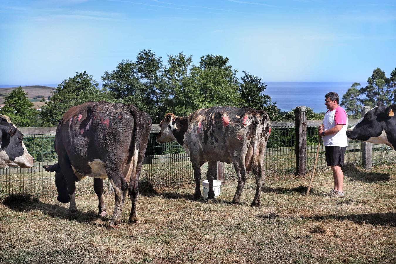 La veintena de vacas heridas en el incencio de El Tejo serán sacrificadas
