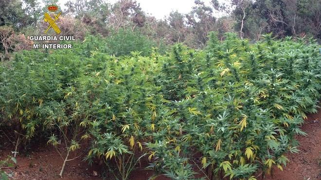 Un bosque de marihuana en Igollo de Camargo