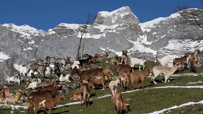 El Parque de Picos, la ruina de unos y el negocio de otros