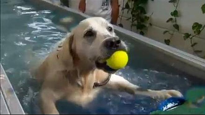 Una vida de lujo para perros