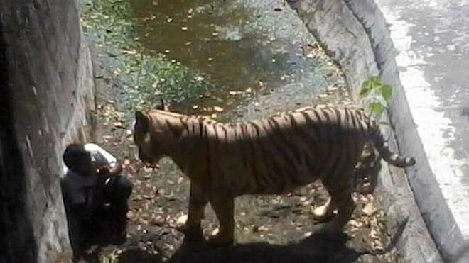 Un tigre blanco mata a un joven en un zoológico de la India