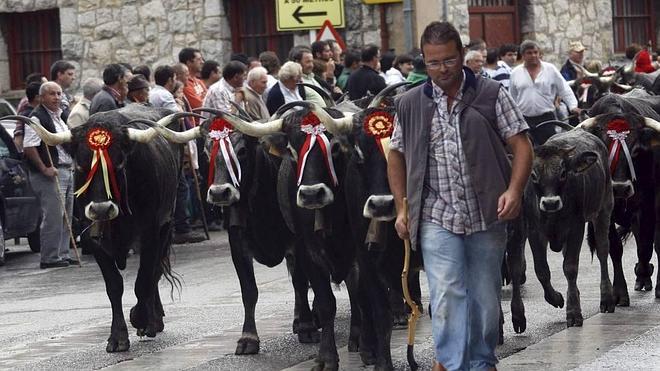1300 reses participarán en la 'Olimpiada del Tudanco'