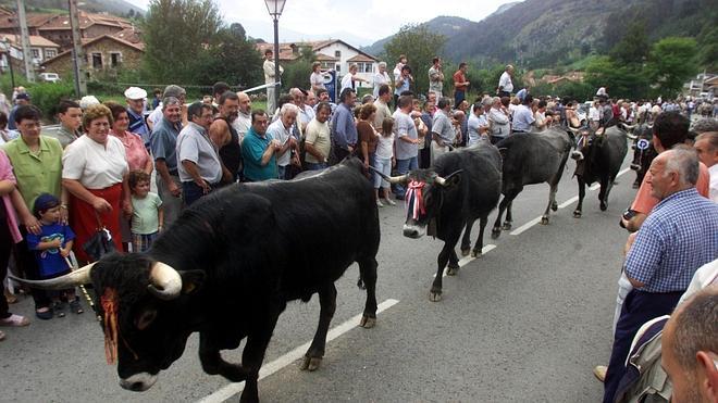 Carmona recupera su tradicional pasá de vacas tudancas