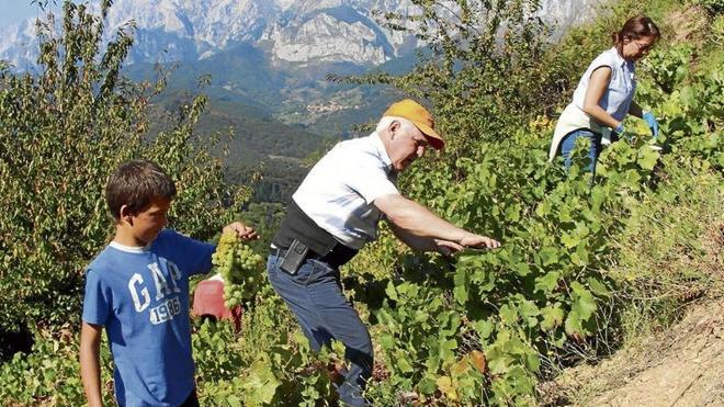 En Liébana ya se vive la vendimia