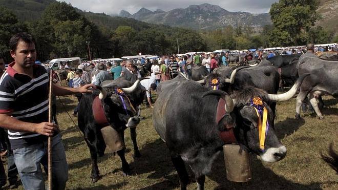 Cantabria recibirá otros ocho millones de euros para el ganado bovino de leche y de carne