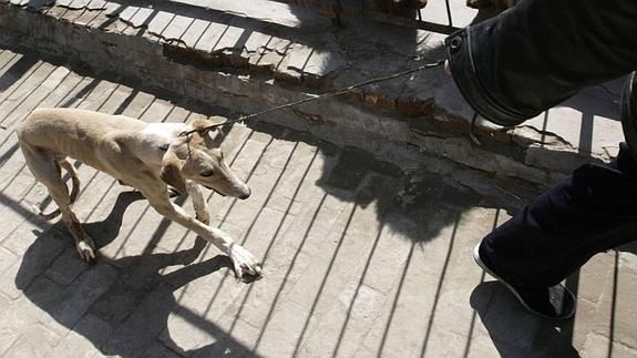 'Sacrificio cero' de animales domésticos