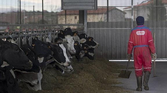 El precio de la leche en Cantabria continúa en mínimos anuales, a 0,43 euros por litro