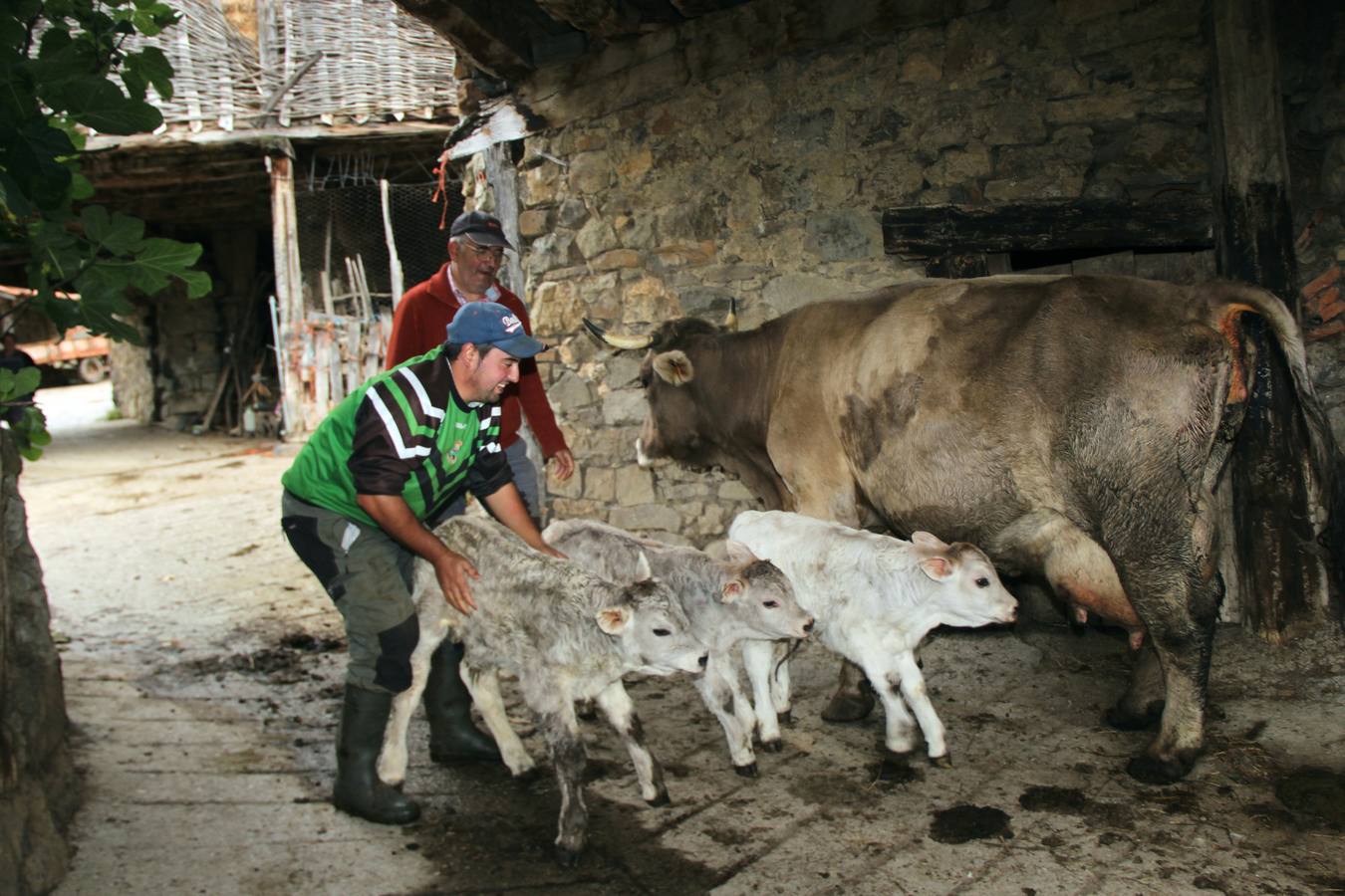 Los trillizos de la melliza