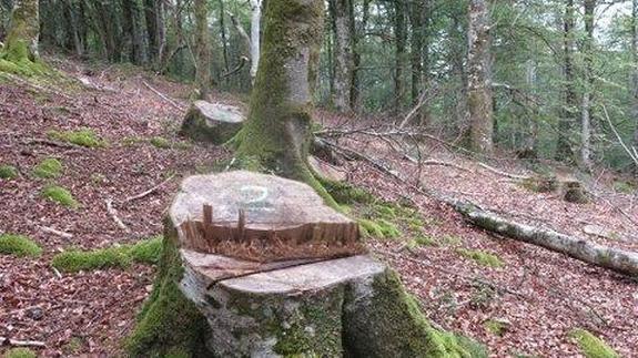 Así están los bosques del Saja-Besaya