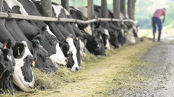 Las industrias comienzan a aplicar bajadas de hasta 3 céntimos en el precio de la leche