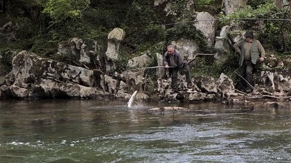 El salmón y la trucha, solo con licencia de pesca fluvial