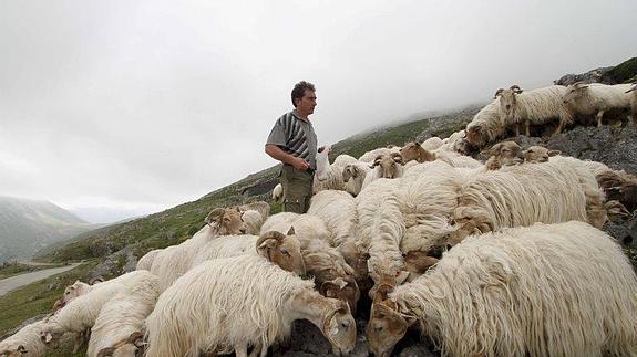 Menos terreno para las ovejas por culpa de los incendios