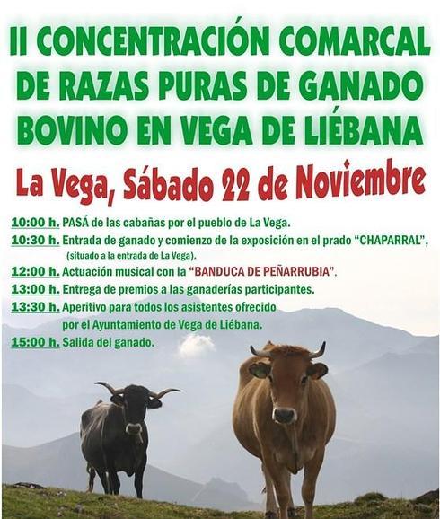 Vega de Liébana celebrará la II Concentración Comarcal de razas puras de ganado bovino