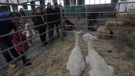 La primera feria española de fibras de alpaca congrega a 40 expositores