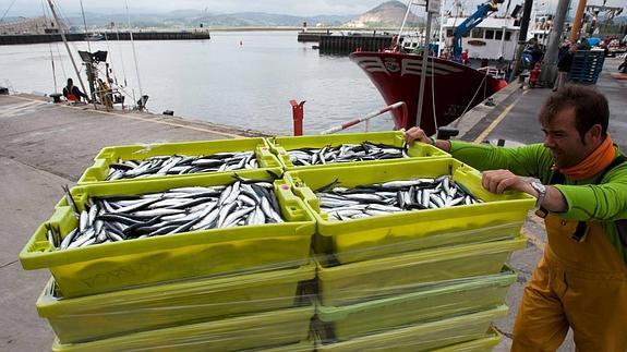 La biomasa de anchoa alcanza máximos históricos, con 724.000 toneladas