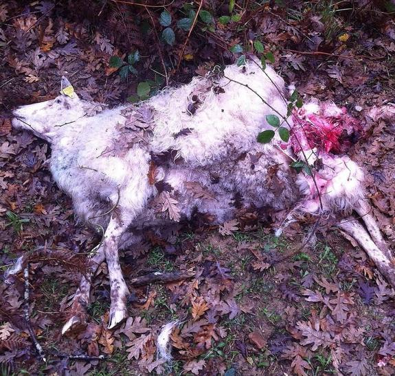 Los lobos matan otras dos ovejas en un rebaño de Lon