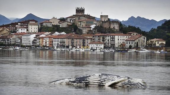 Ballenas y otras especies varadas en Cantabria