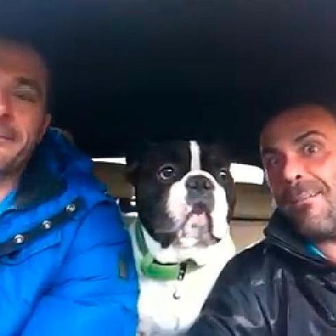 Junior, el bulldog cantante que arrasa en internet