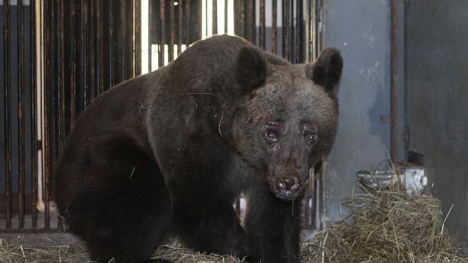 ¿Y si el oso no hubiera muerto?