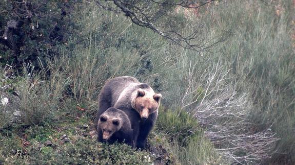 Mejora la salud genética del oso pardo cantábrico