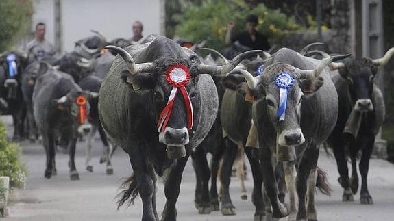 Una vaca con copia genética