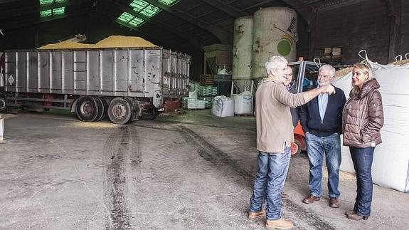 Una empresa cántabra empieza a fabricar copos de cereales para el ganado