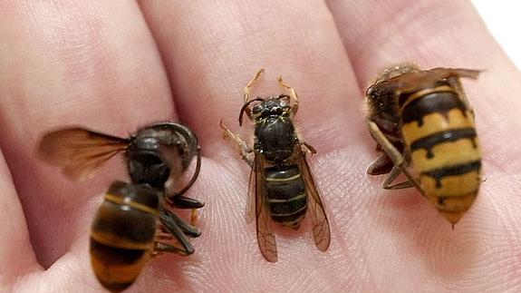 Cantabria crea un grupo para frenar la expansión de la avispa asiática