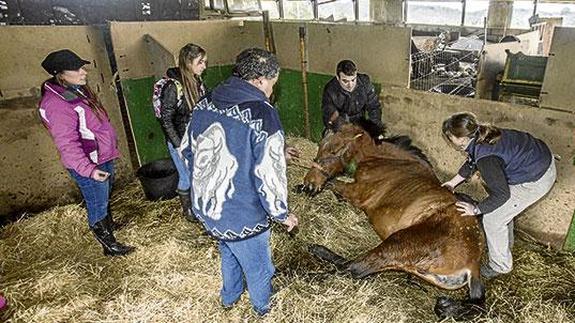 Ganadería retira del establo "pirata" a los animales muertos, pero no atiende a los vivos