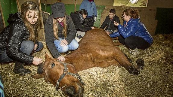 Los animales de la cuadra de El Churi son trasladados a otra finca