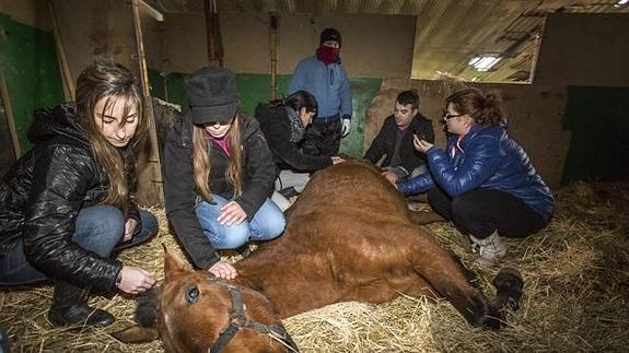 Crímenes contra animales