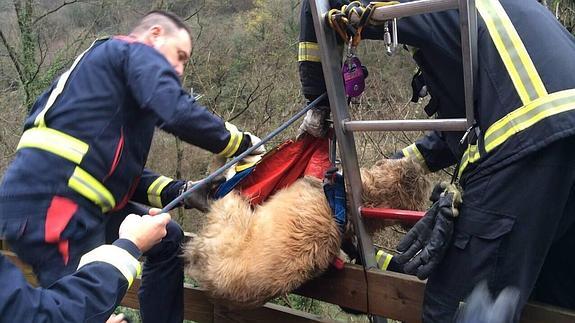 Rescate in extremis de un perro en el Besaya