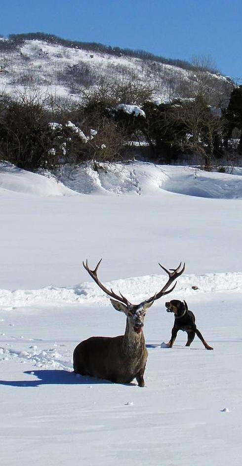 Venados y corzos mueren de hambre en Campoo de Suso