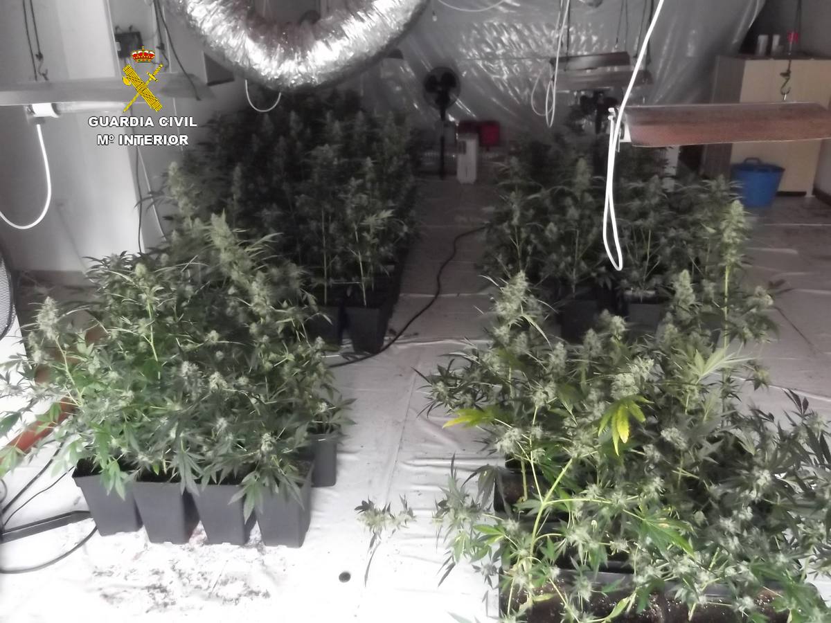 Dos detenidos por tener 110 plantas de marihuana